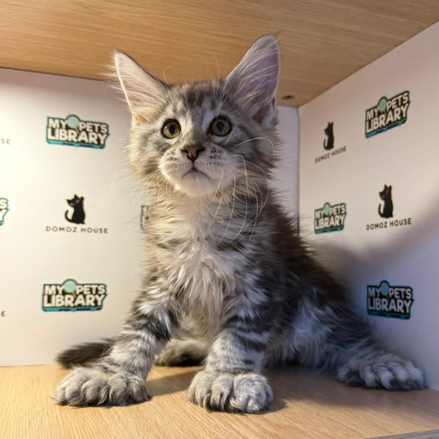 Maine Coon Kitten