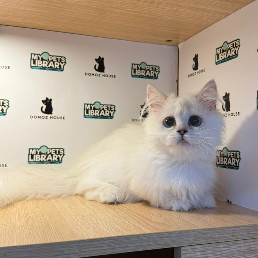 Minuet Napoleon Kitten