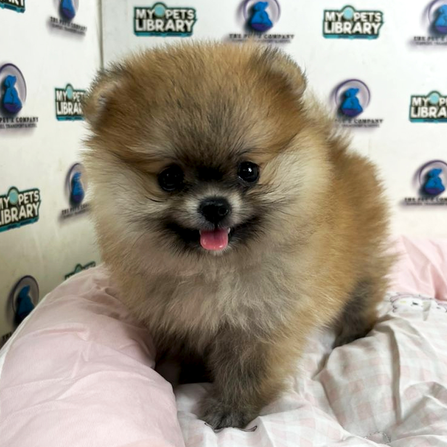 Pomeranian Puppy