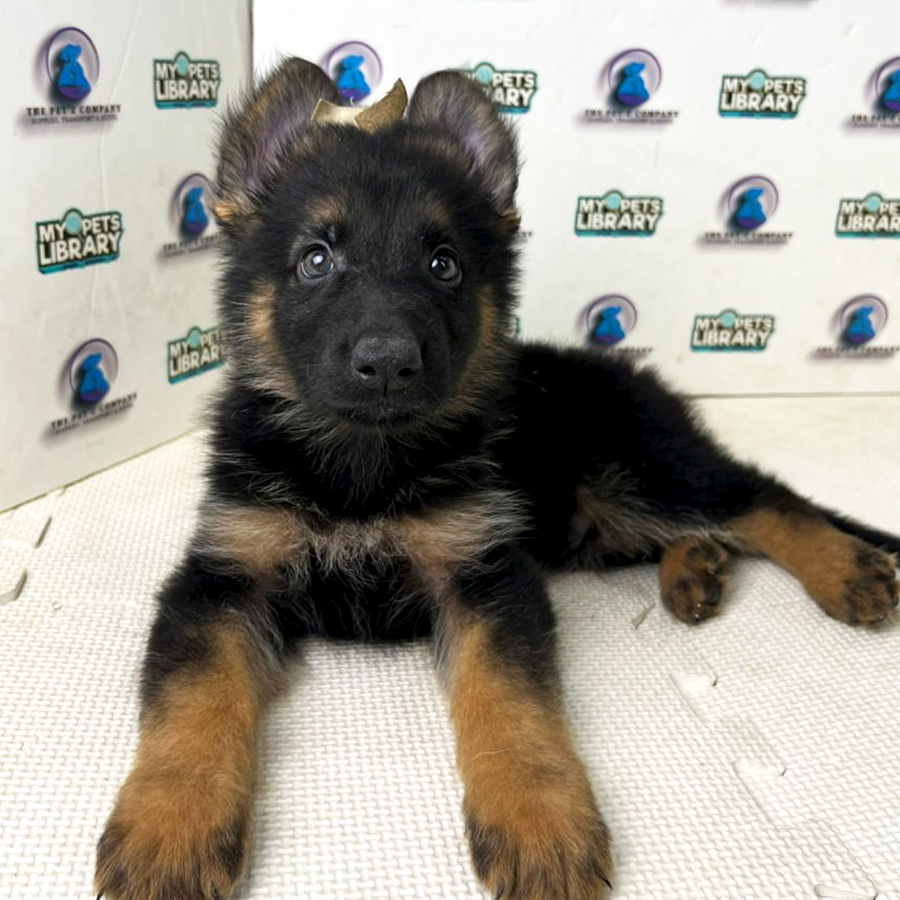 German Shepherd Puppy