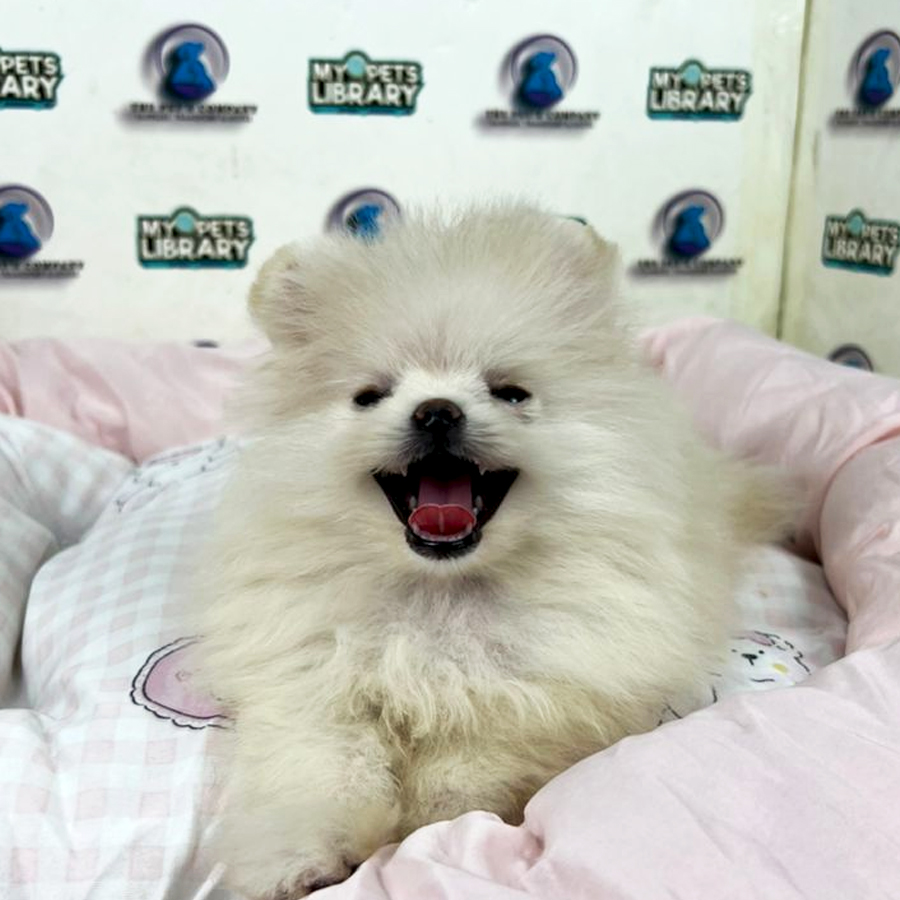 Pomeranian Puppy
