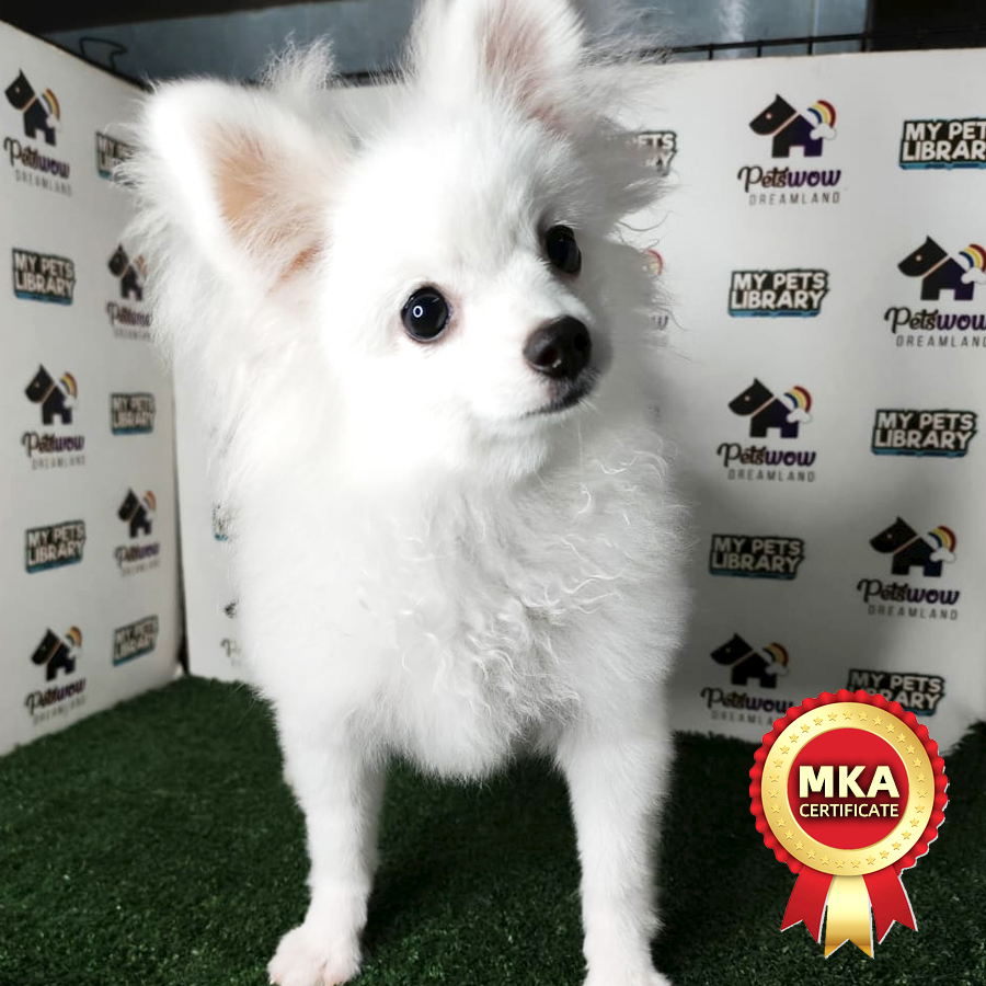 Pomeranian Puppy