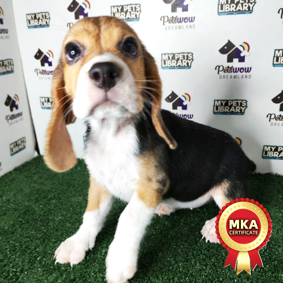 Beagle Puppy
