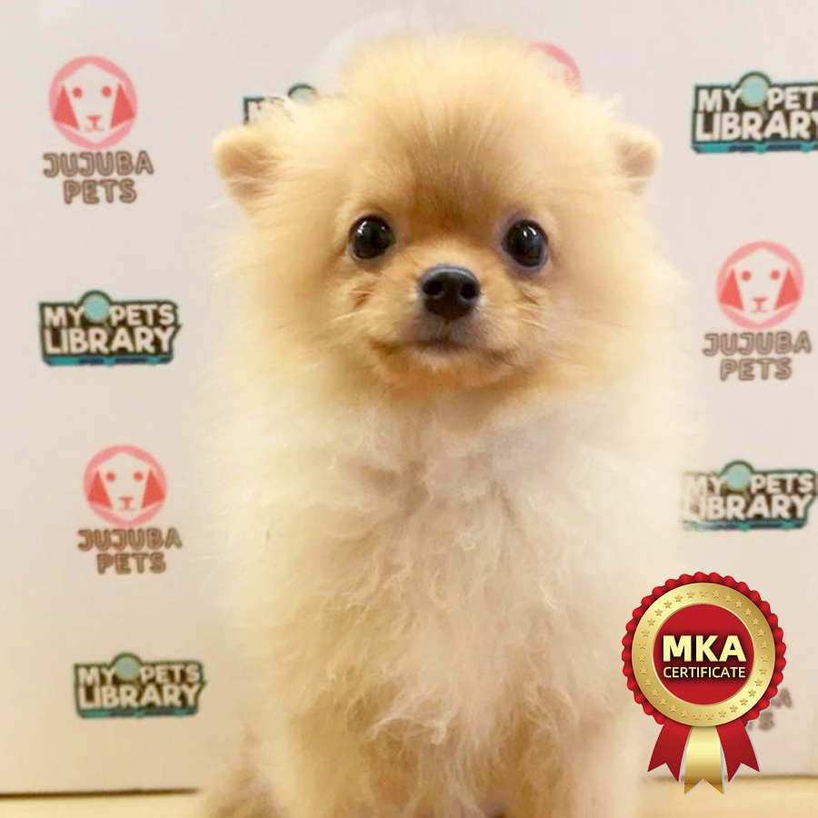 MKA Pomeranian Puppy