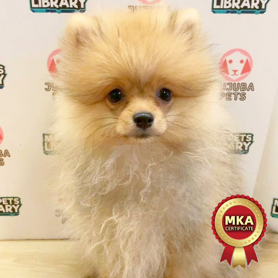 MKA Pomeranian Puppy