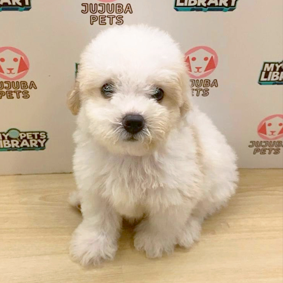 Toy Poodle Puppy