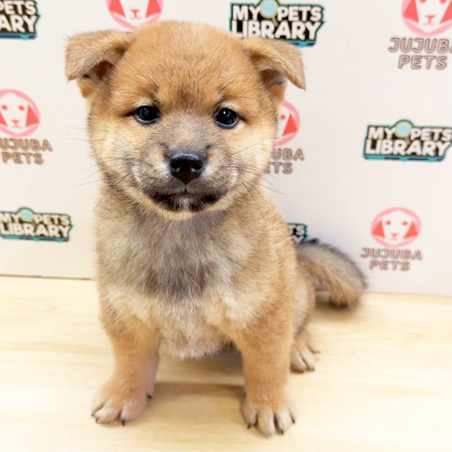 Mame Inu Puppy