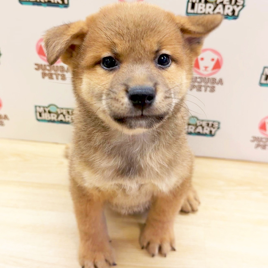 Mame Inu Puppy