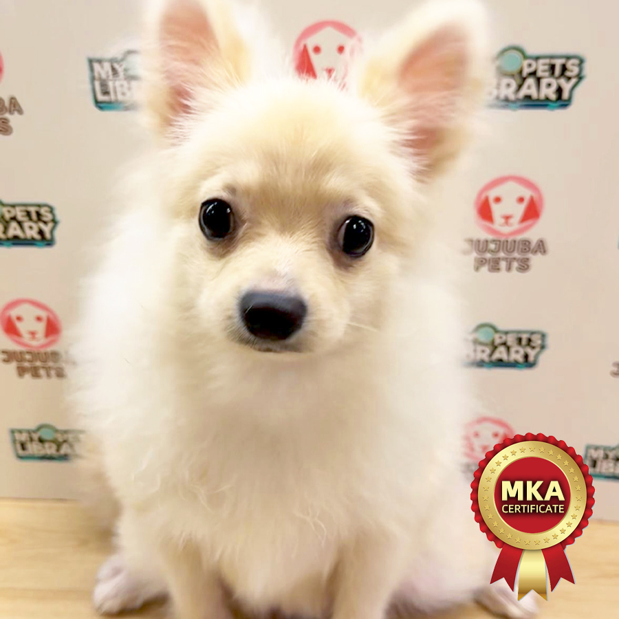 MKA Pomeranian Puppy