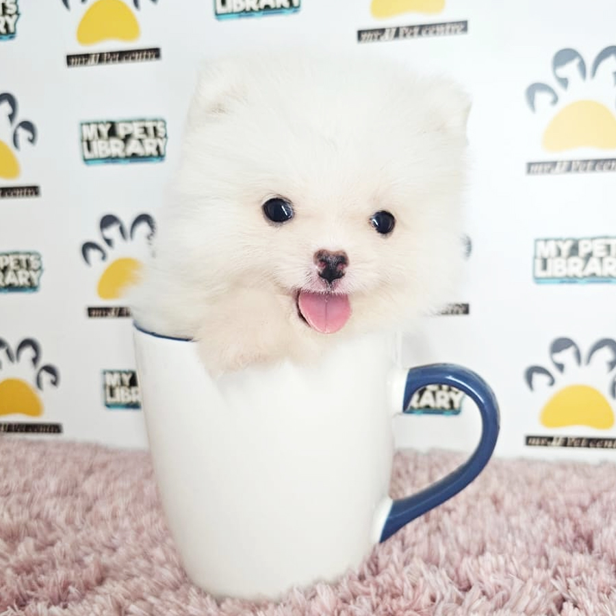 Teacup Pomeranian Puppy