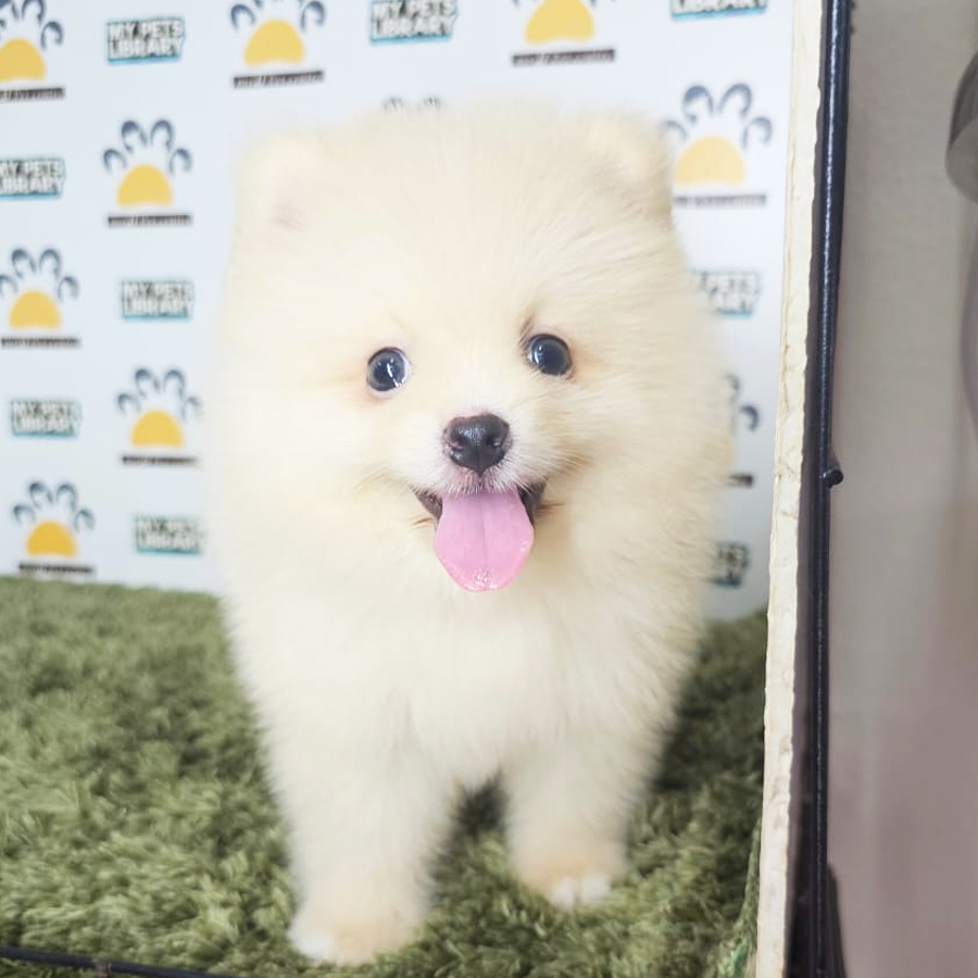 Tiny Pomeranian Puppy