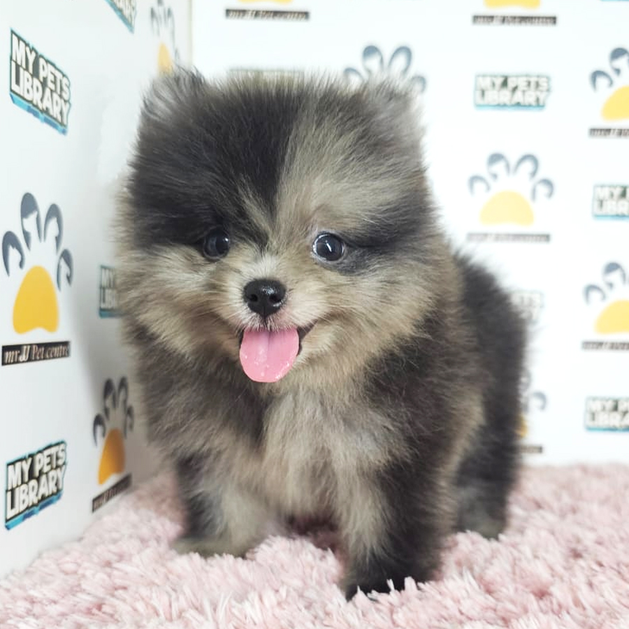 Tiny Pomeranian Puppy