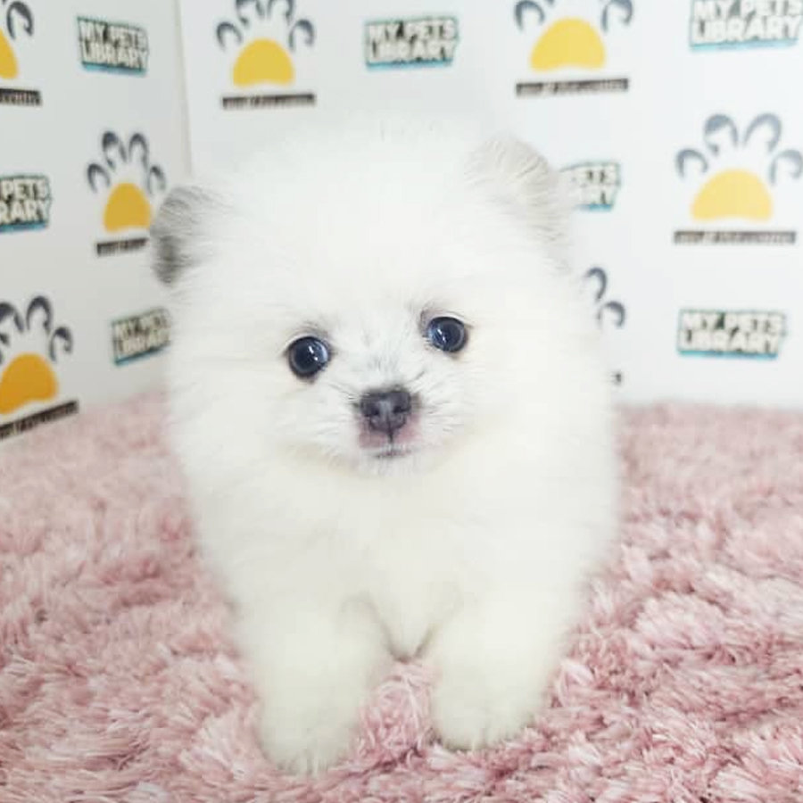 Tiny Pomeranian Puppy