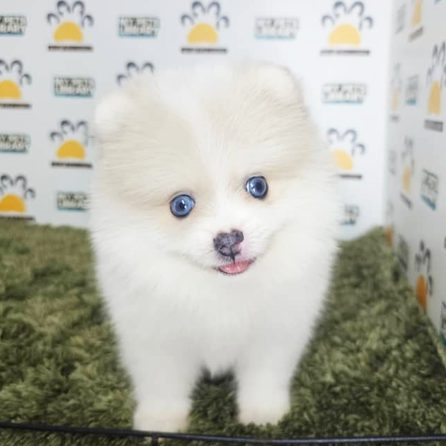 Tiny Pomeranian Puppy