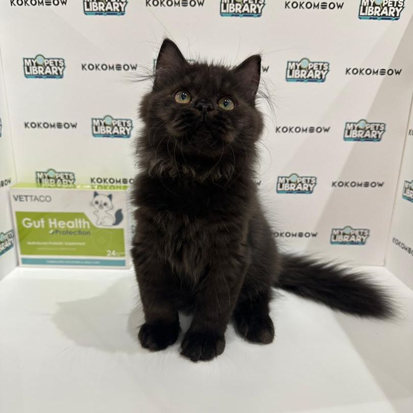 Persian Kitten
