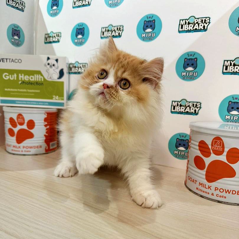 Persian Kitten