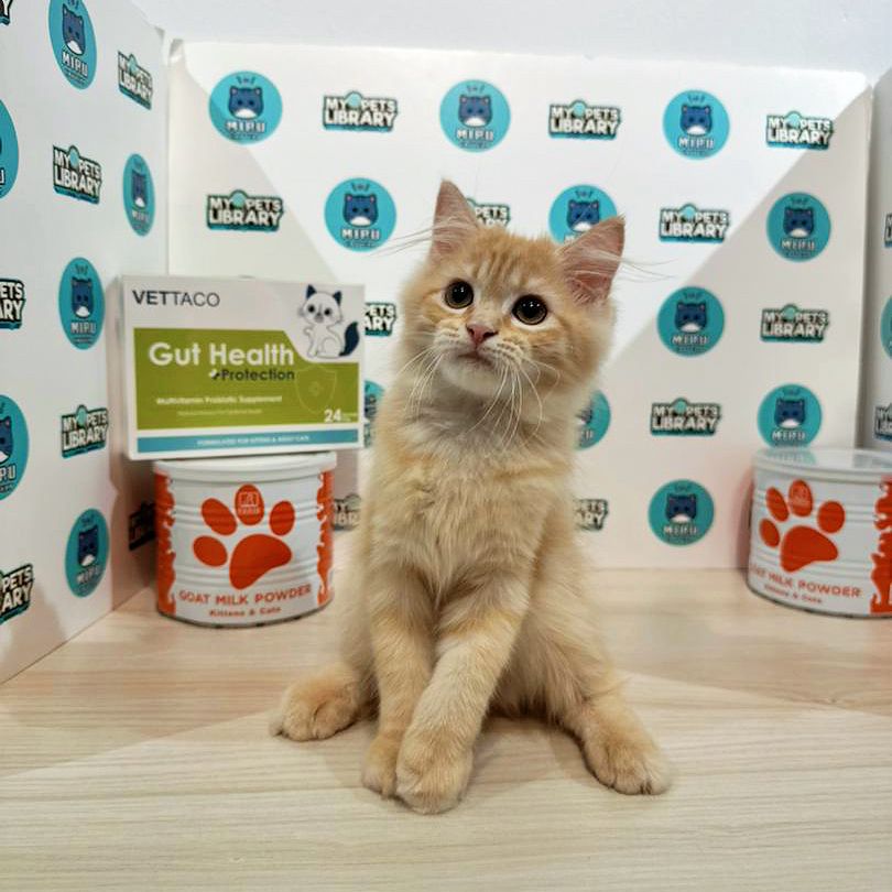 Scottishstraight Kitten