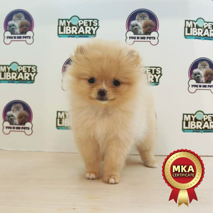MKA Tiny Pomeranian Puppy