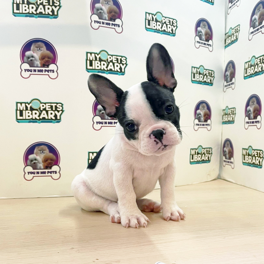 French Bulldog Puppy