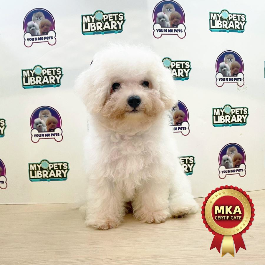 MKA Tiny Bichon Frise Puppy
