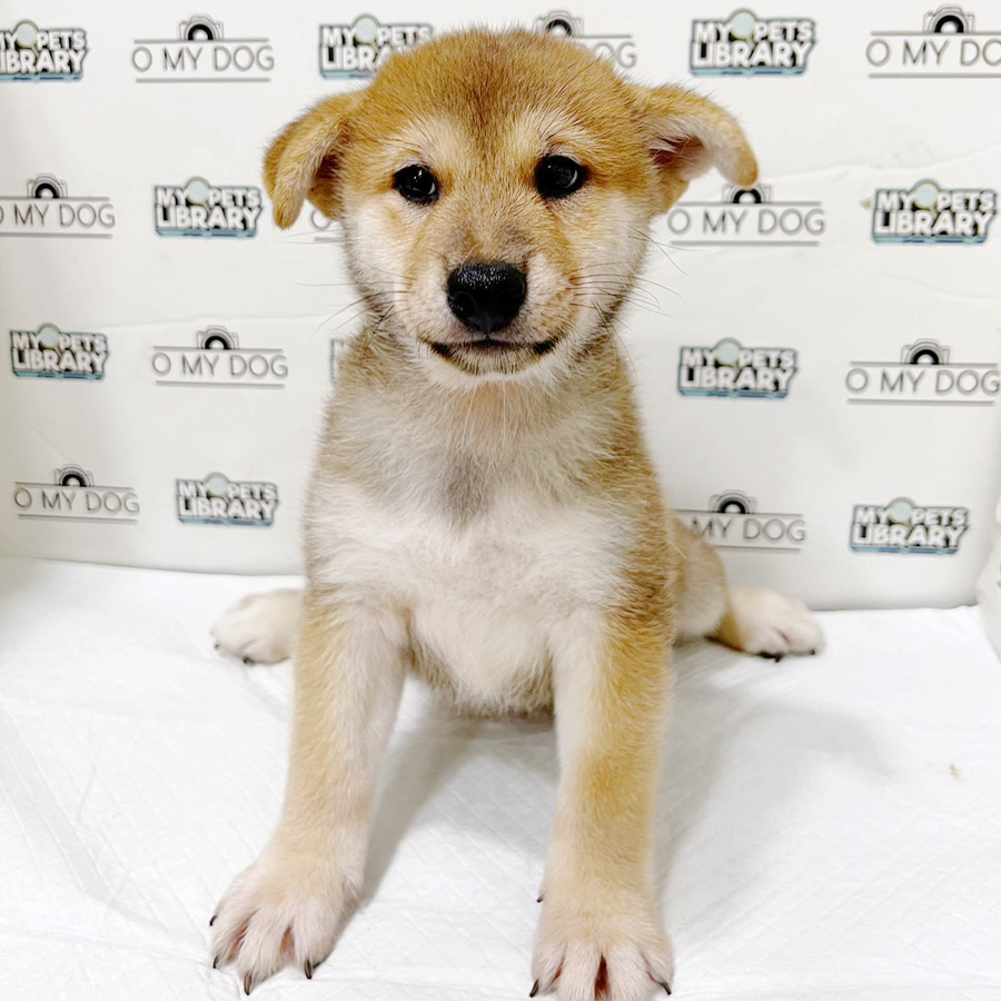 Shiba Inu Puppy