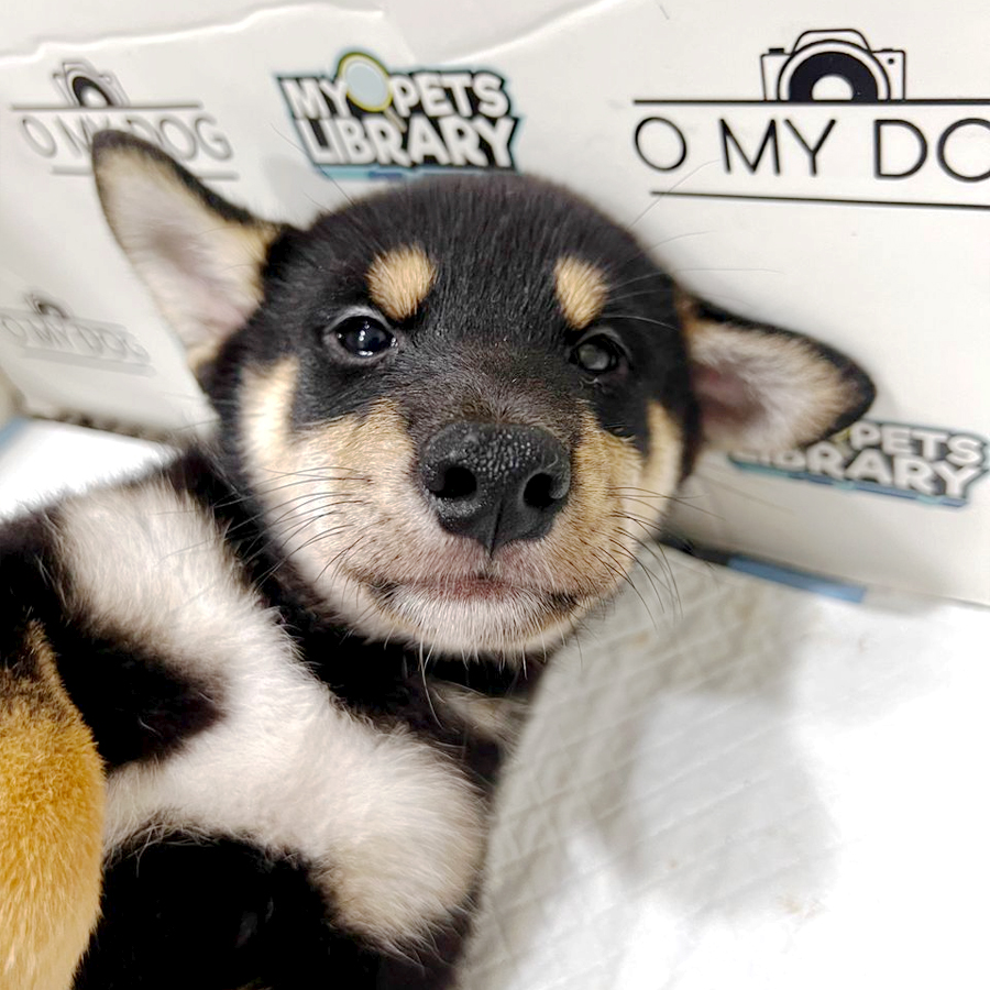 Shiba Inu Puppy