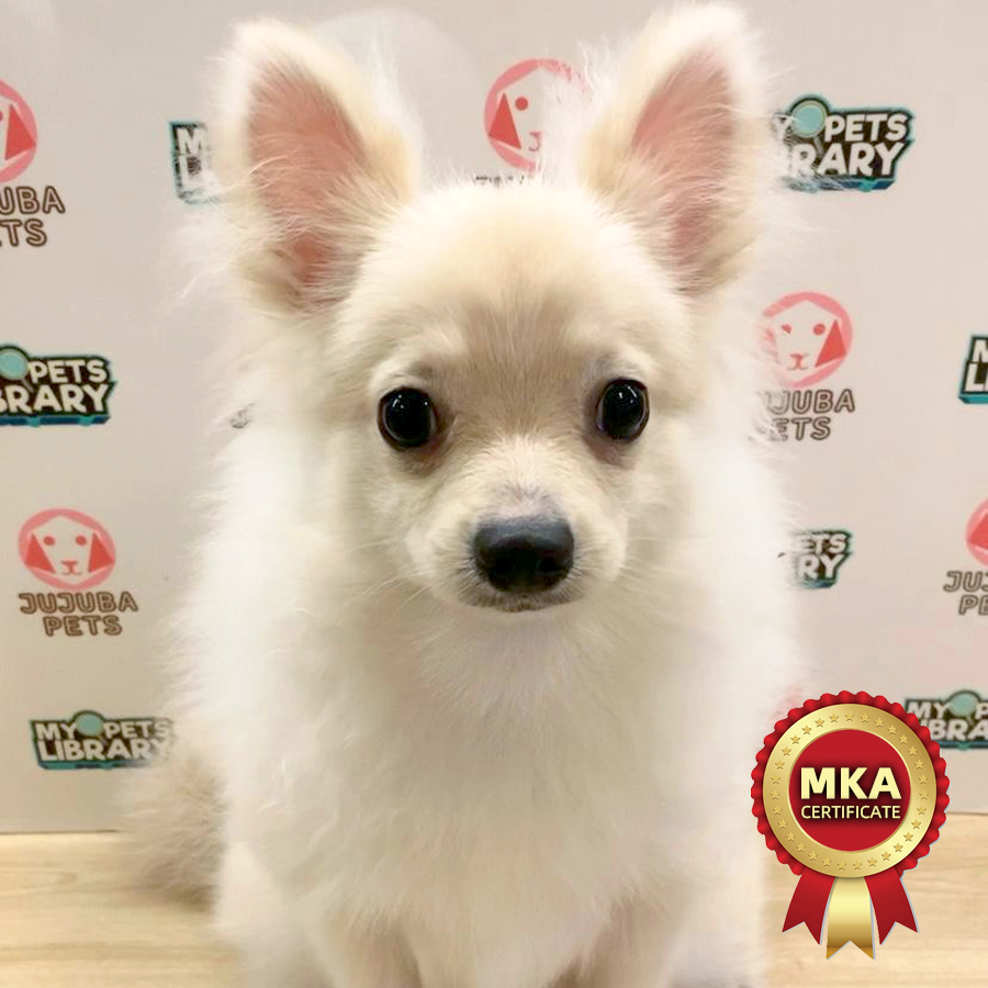 MKA Pomeranian Puppy
