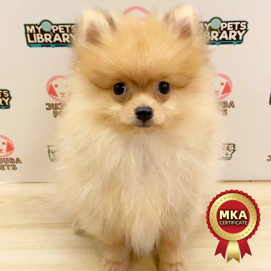 MKA Pomeranian Puppy