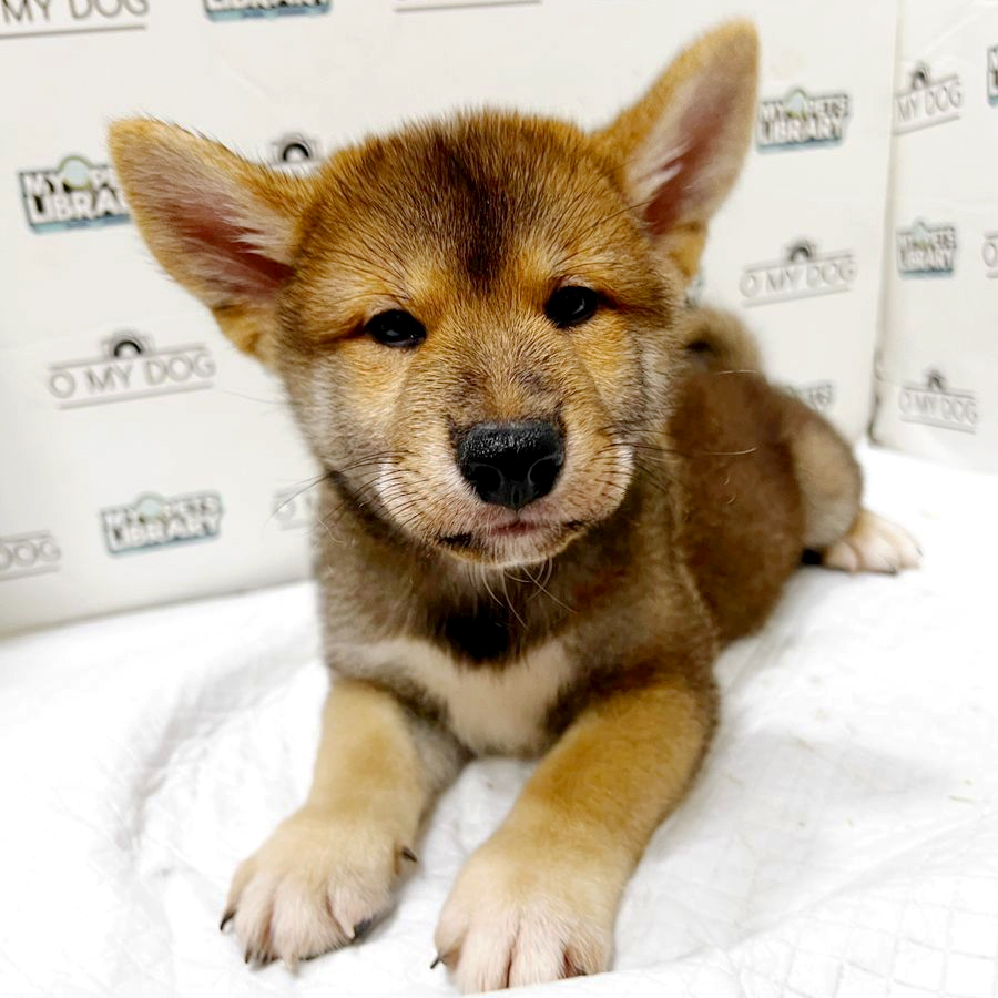 Shiba Inu Puppy