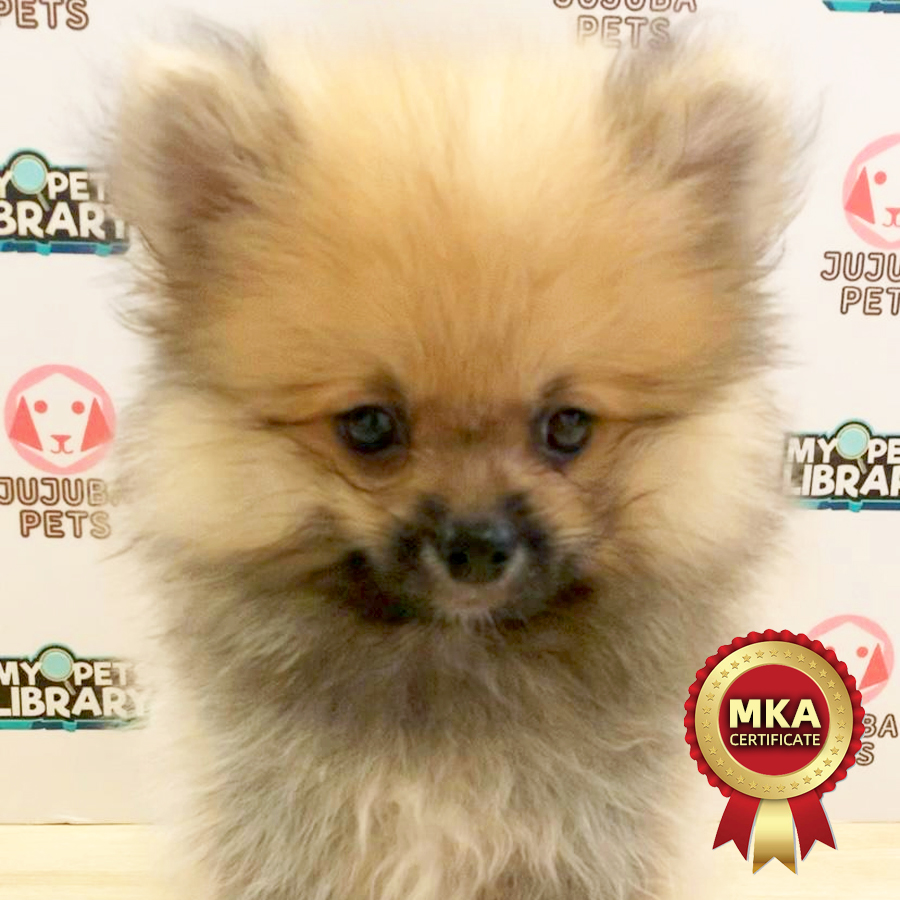 MKA Pomeranian Puppy