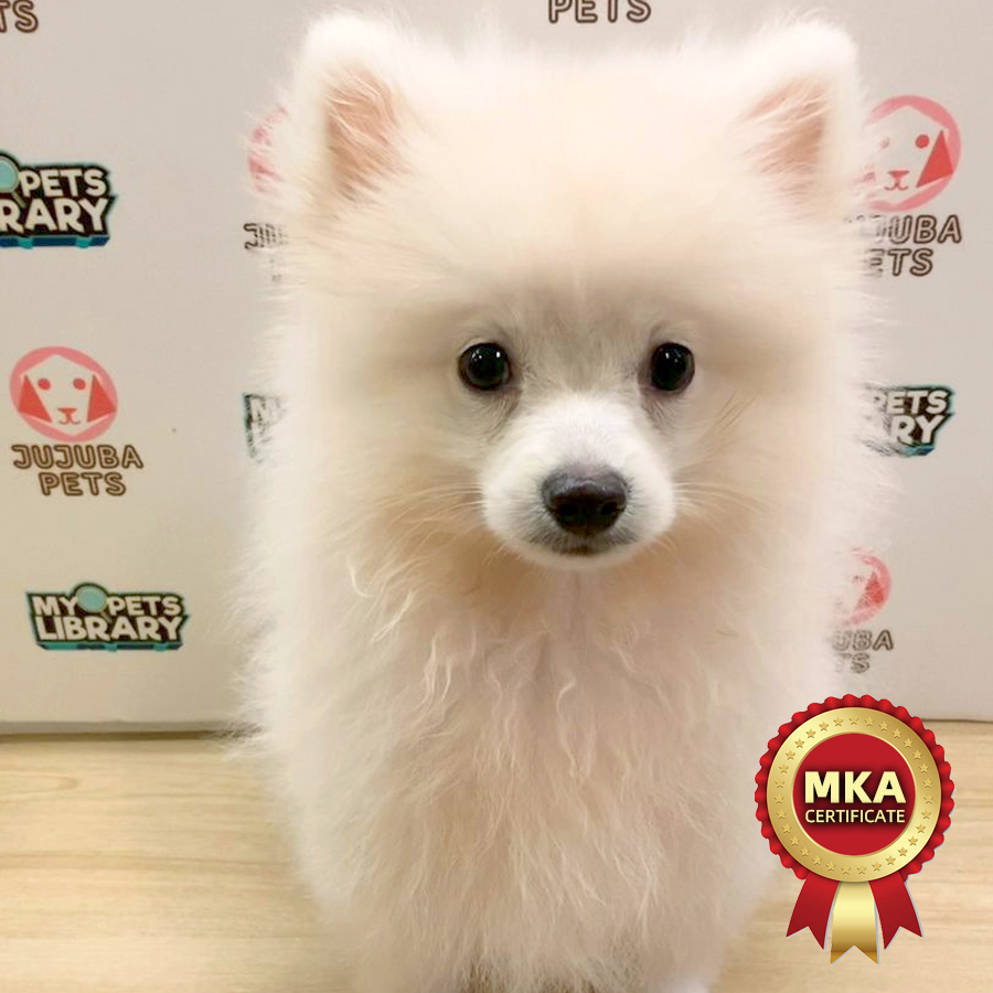 MKA Pomeranian Puppy