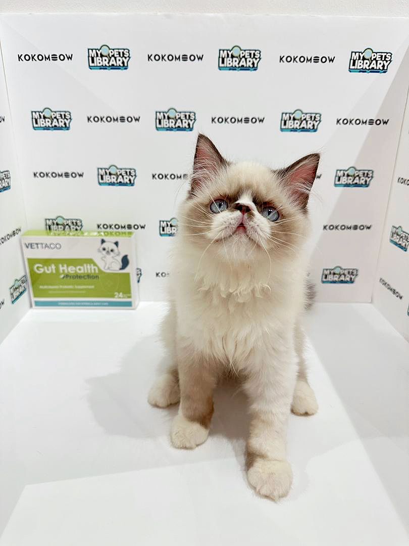 Exotic Persian Kitten