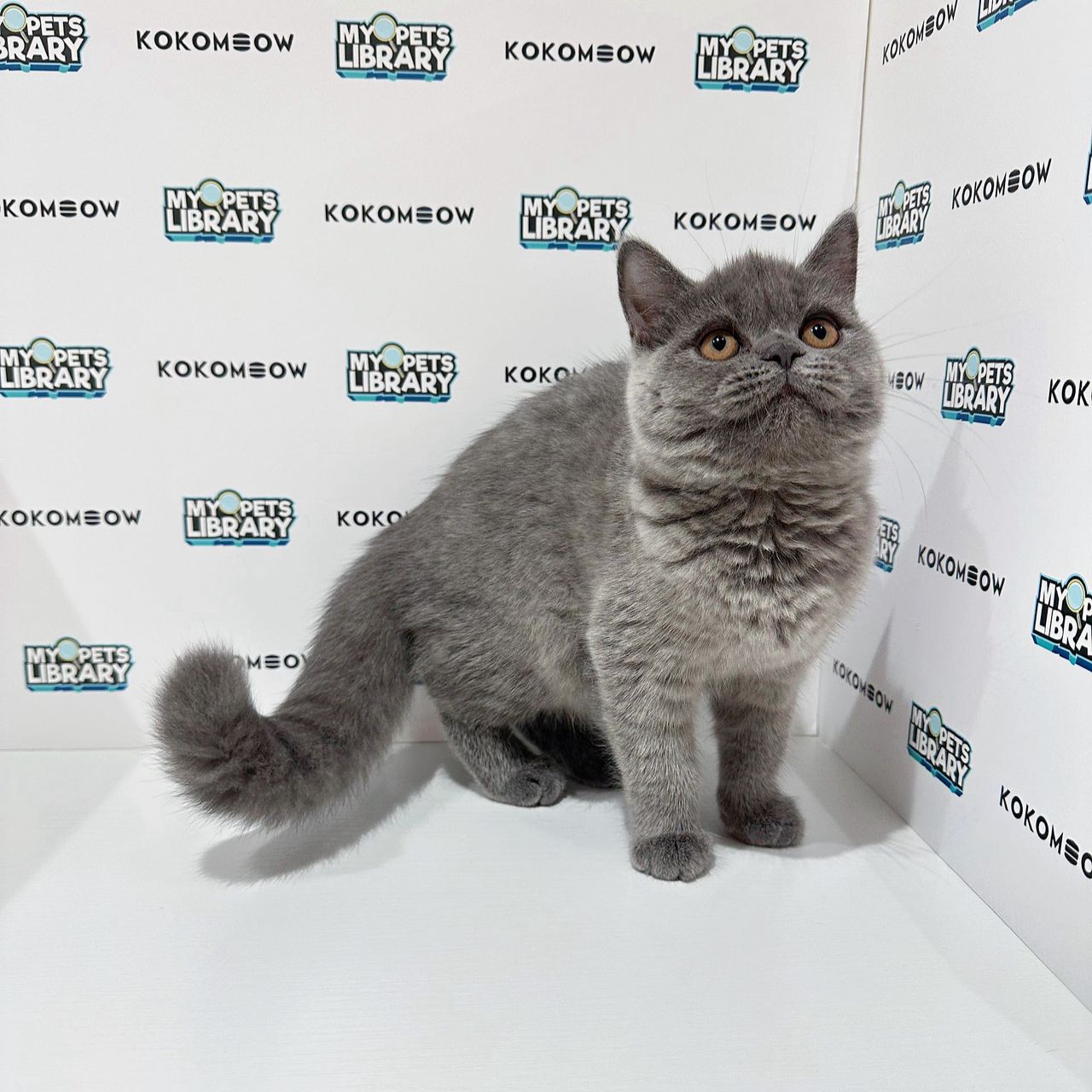 British Shorthair Kitten