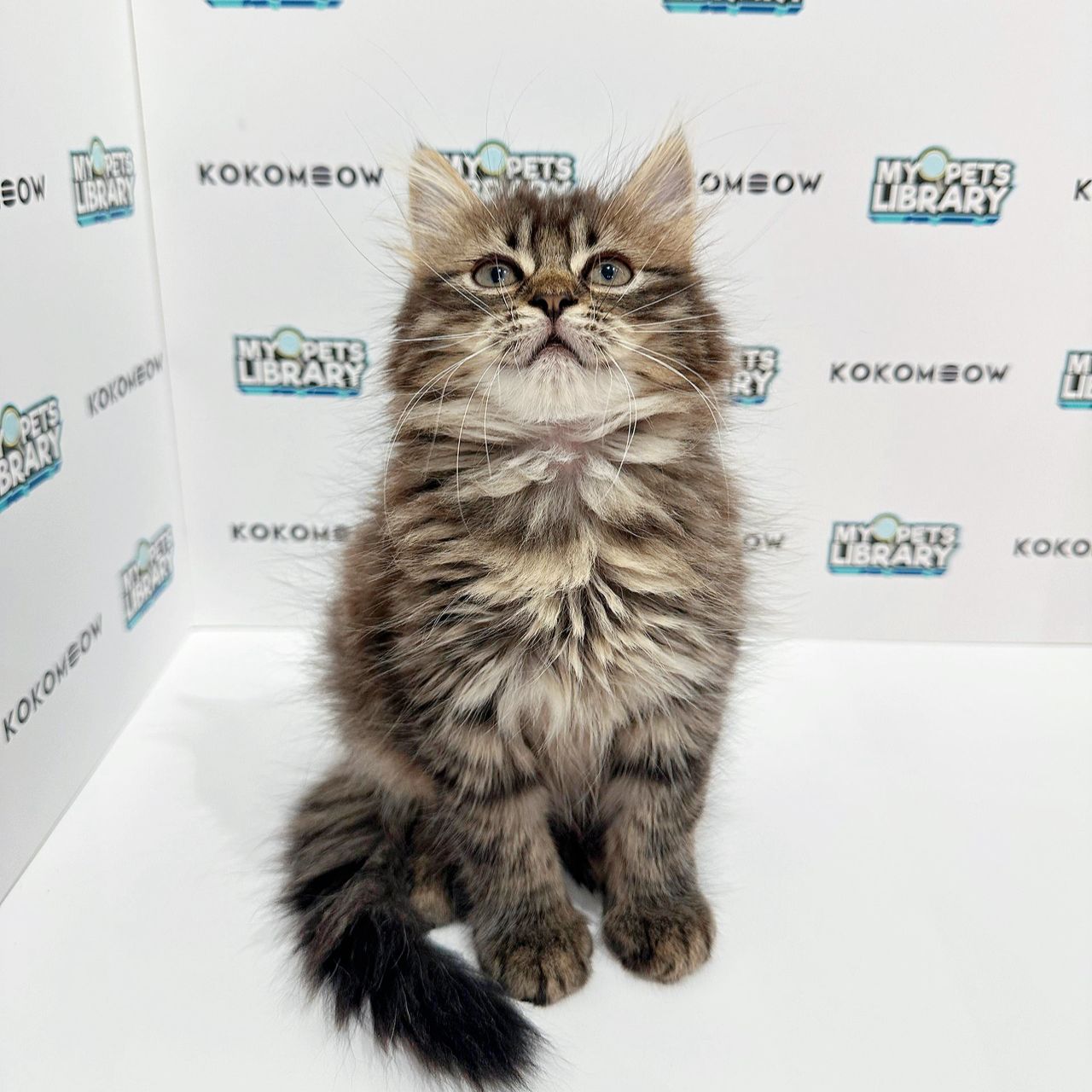 Persian British Longhair Kitten