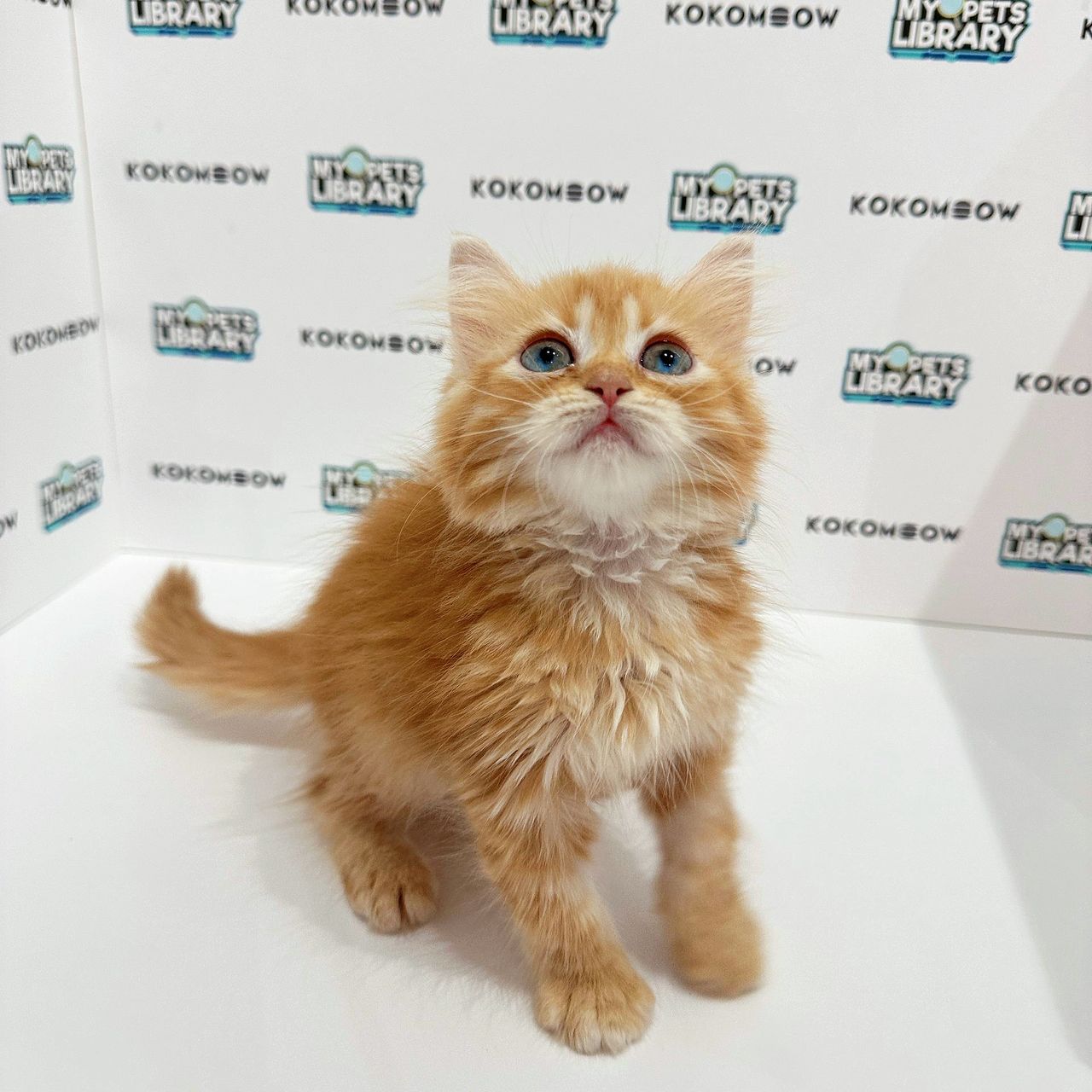 Persian British Longhair Kitten