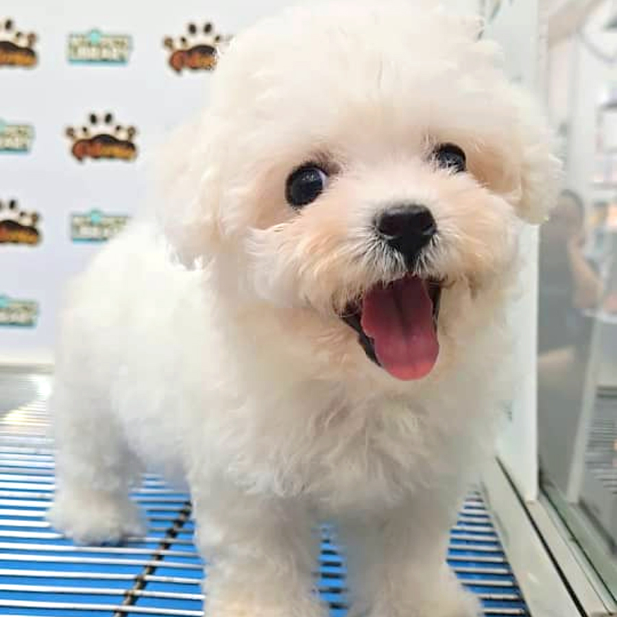 Tiny Bichon Frise Puppy
