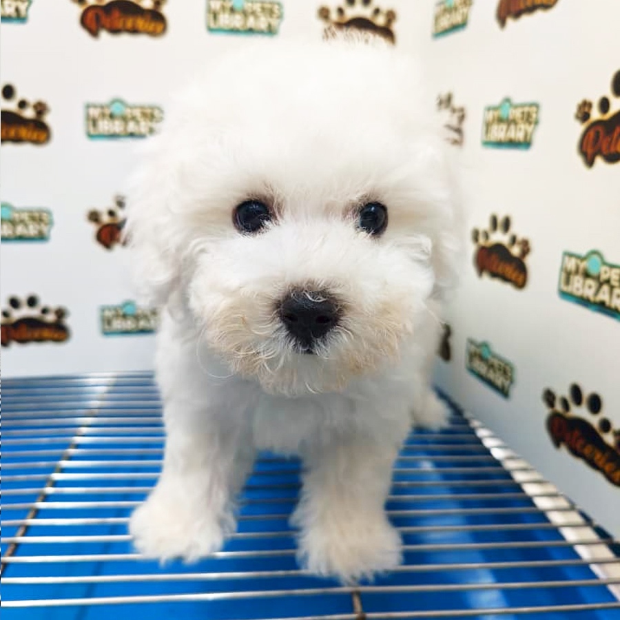Tiny Bichon Frise Puppy