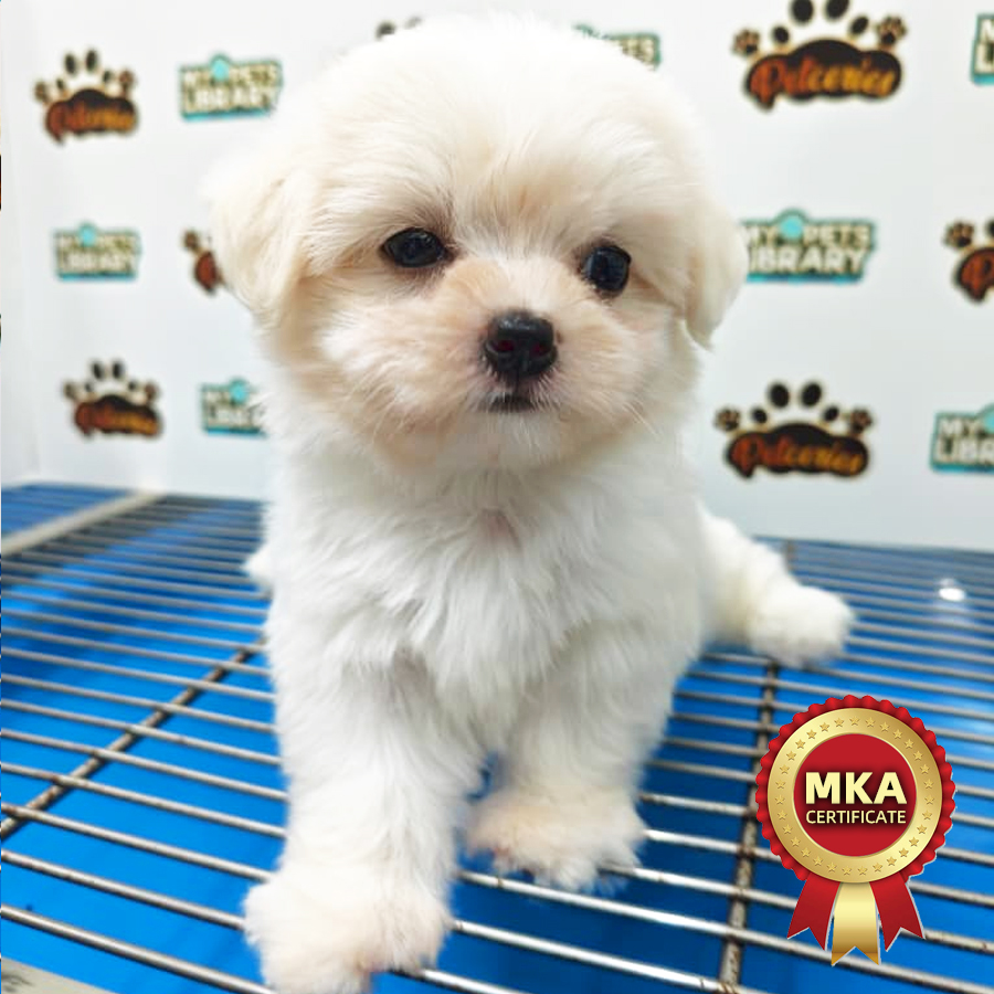 MKA Maltese Puppy