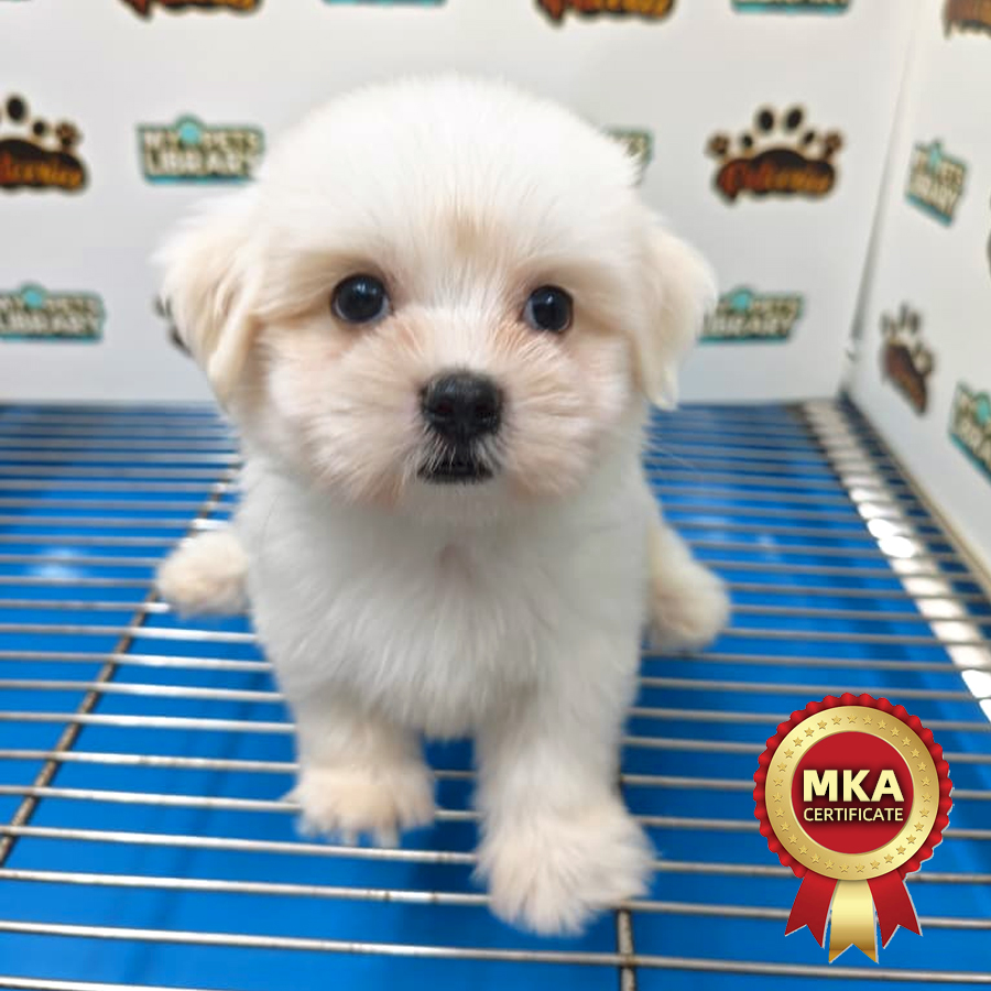 MKA Maltese Puppy