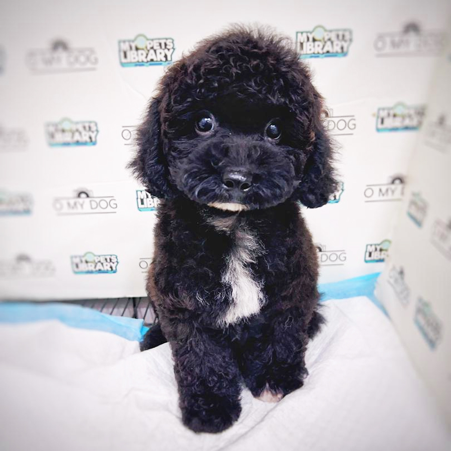 Toy Poodle Puppy