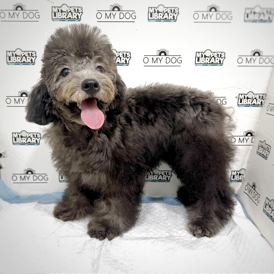 Toy Poodle Puppy