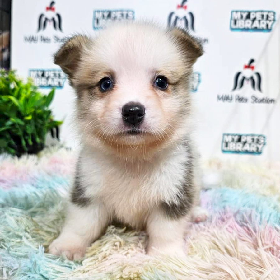 Welsh Corgi Puppy
