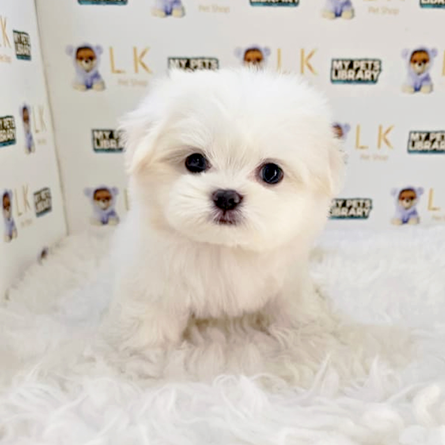 Maltipoo Puppy