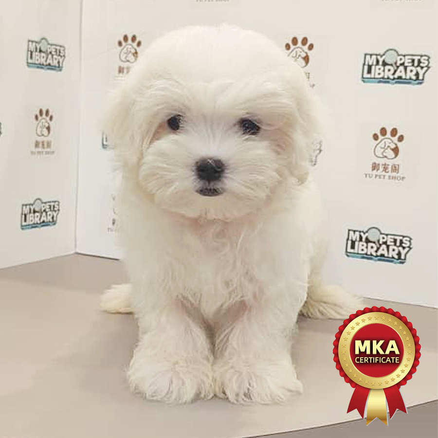 MKA Maltese Puppy