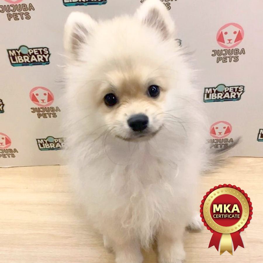 MKA Pomeranian Puppy