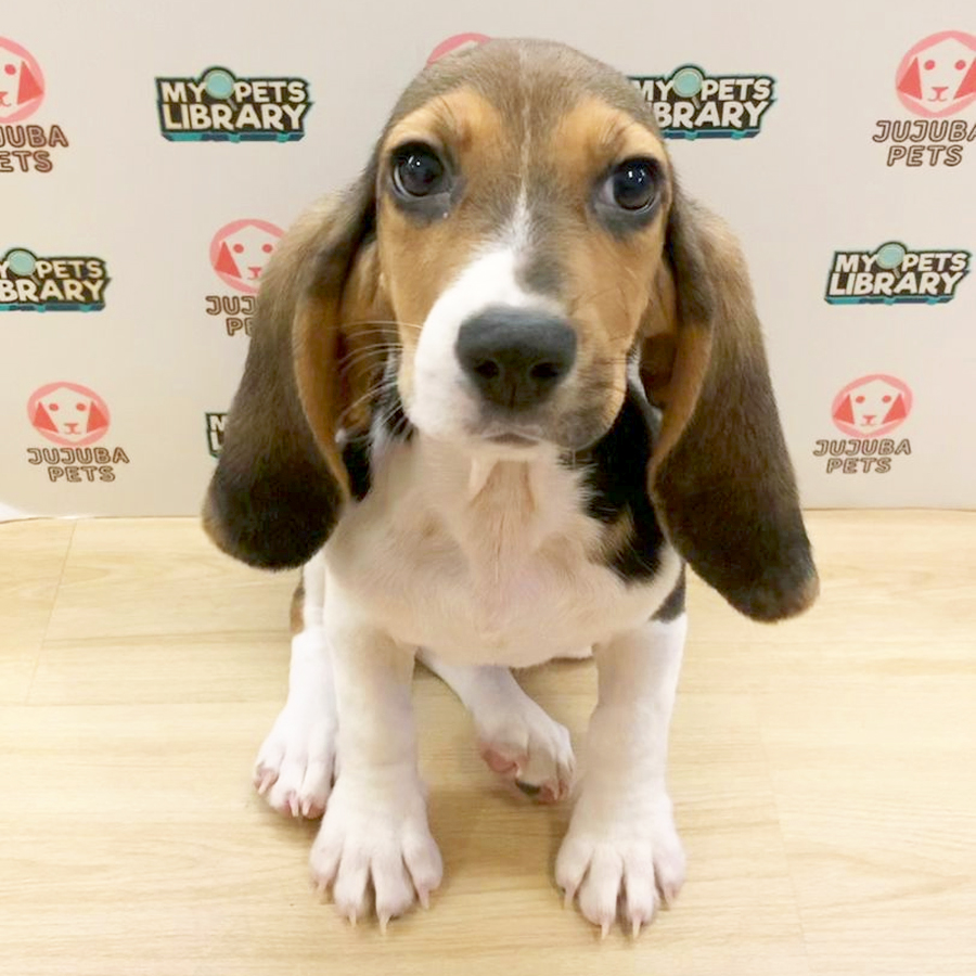 Beagle Puppy
