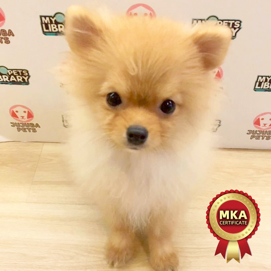 MKA Pomeranian Puppy