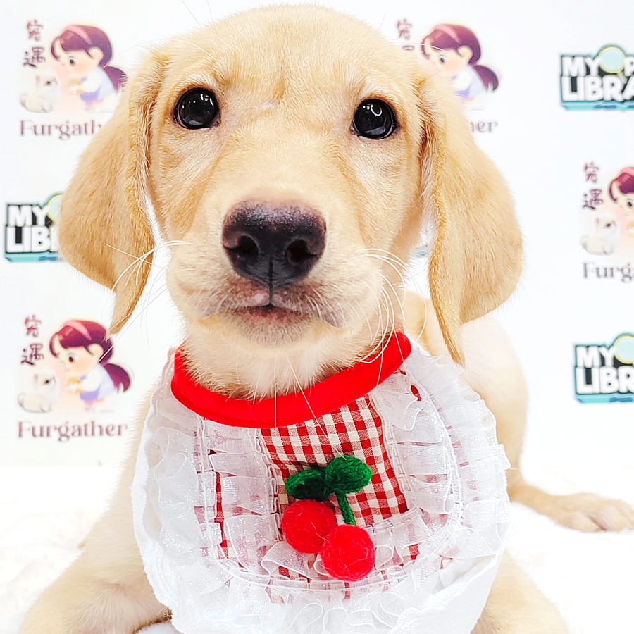 Labrador Retriever Puppy