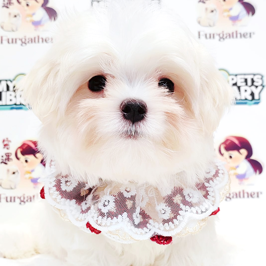 Maltese Puppy