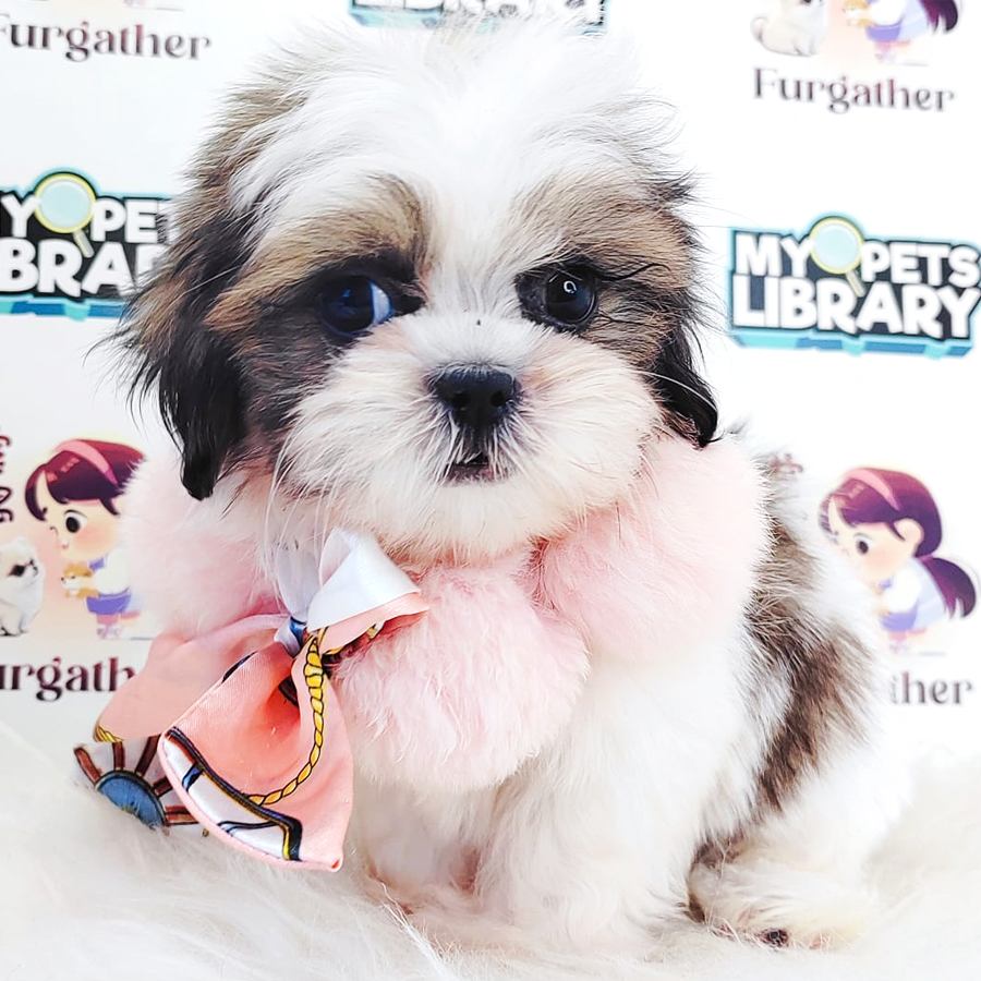 Shih Tzu Puppy